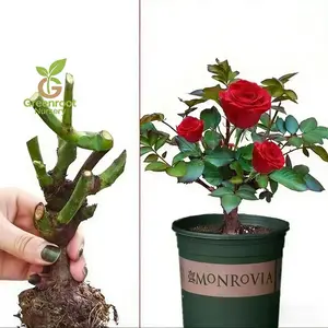 Rose bushes - cold-resistant and easy to raise, suitable for green plants on courtyard balconies (free bare-root rose seedlings)