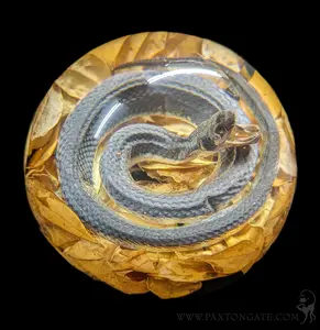 Natural Snake Paper Weight