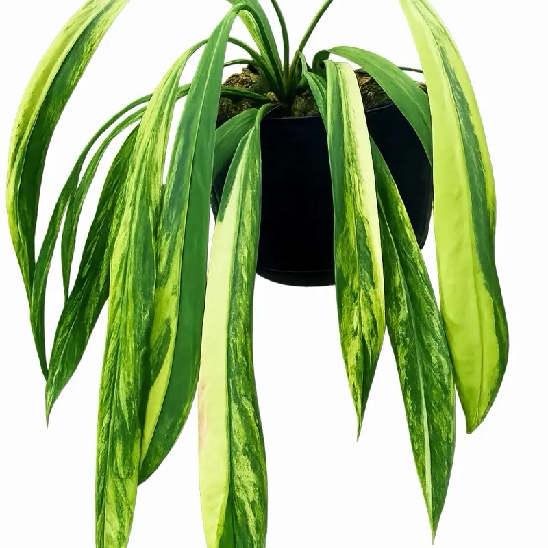 Anthurium Vittarifolium Tissue Culture