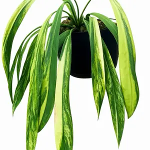 Anthurium Vittarifolium Tissue Culture