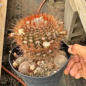 Parodia Eubescens 6 inch pot Cactus