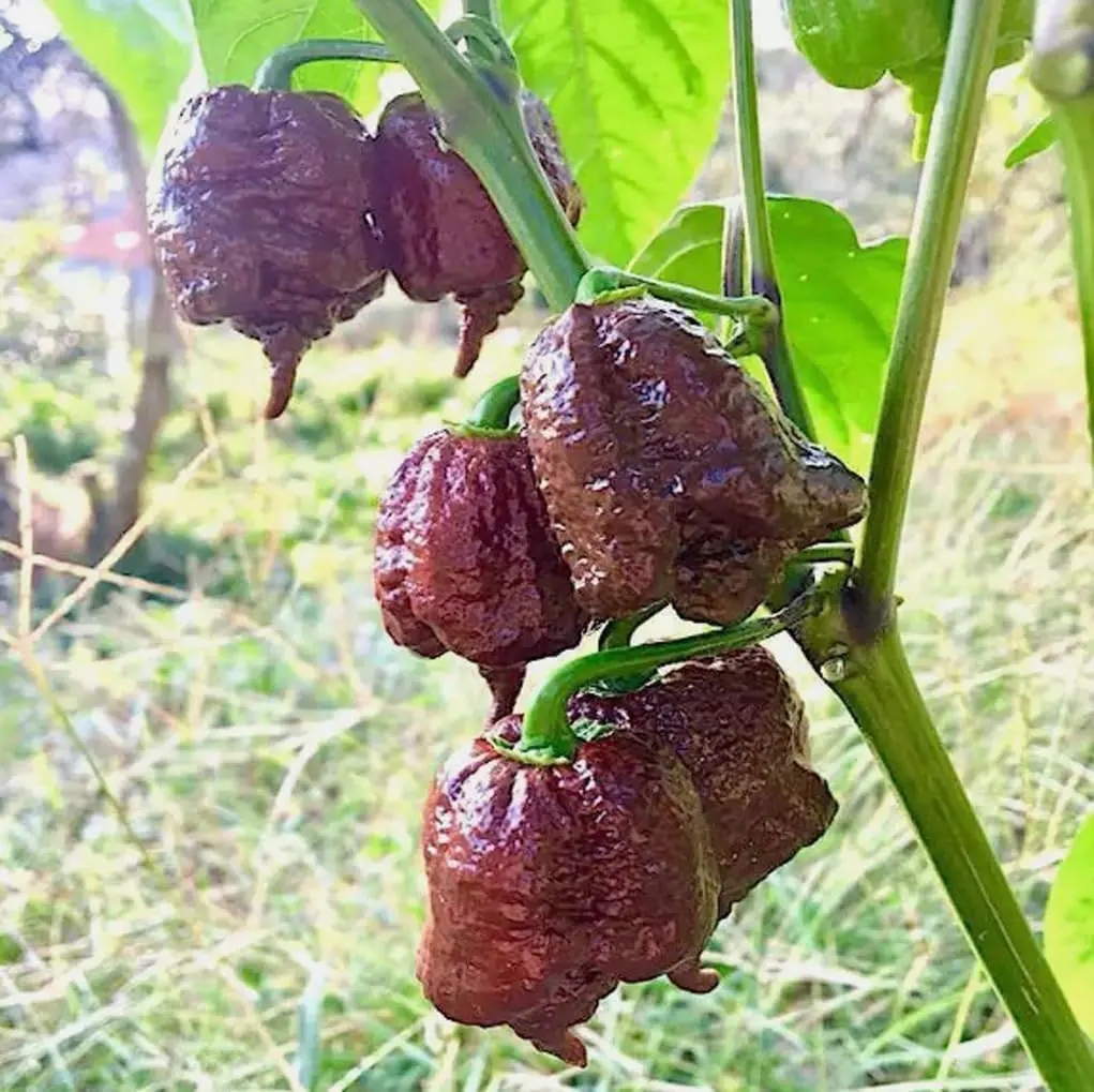 100 Chocolate Carolina Reaper Pepper Seeds for Planting, Heirloom Super Hot Chili Pepper Seeds, Extreme Heat Hot Pepper Variety for Home Garden Growing
