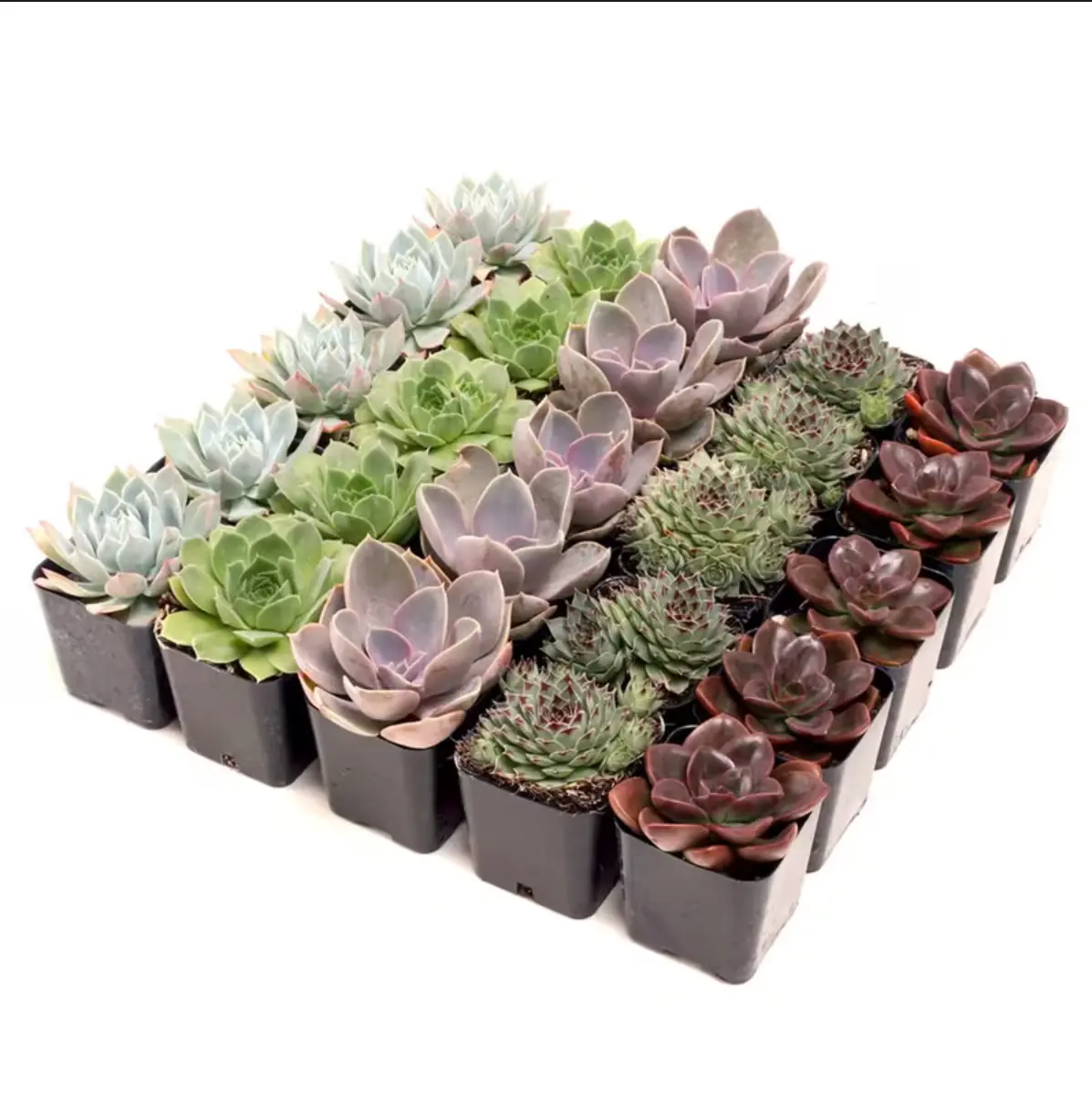 4PCS/set Mini Succulents, Live plants Bare root, 2"Rare Succulents Collections for Succulent Starters, Garden Lovers, DIY Projects, Wedding Favors