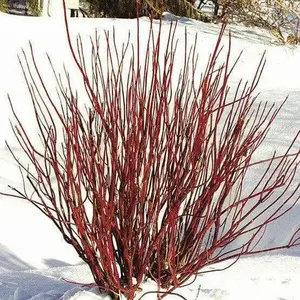 Red Twig Dogwood Live Plants 12-18" - Natural Greenery for Home Decor