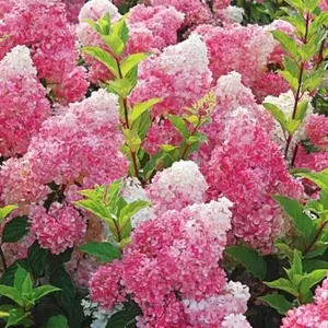 Green River 5 Dark Strawberry Hydrangea Seeds - Flower Seed Pack, Perennial Flower, Heirloom, Cottage Garden, Bold Summer Blossoms