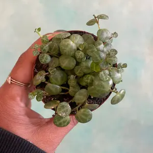 2 inch String of turtles