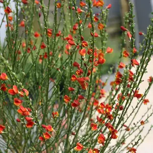 Sister Redhead® Scotch Broom