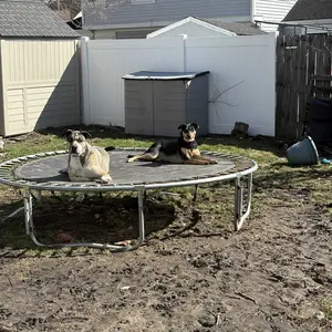 RIFPOD Lawn Aerator Automatic Dirt and Leaf Clean Design,Grass Aerator for Yard and Garden,Soil renovation Hydrophobic permeation Revives Lawn Health , Heavy Metal Spring Duty Lawn Aerator Tool with 15 Iron Spikes Height Adjustable