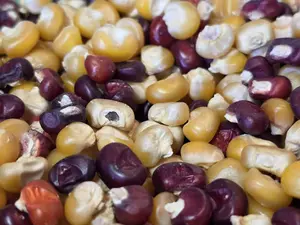 Corn Seeds - Flint - Abenaki Calais Corn