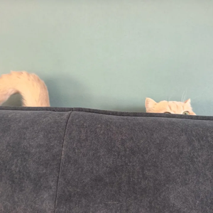 catnapnook pet