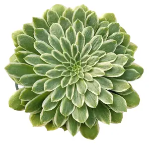 4” Aeonium 'Emerald Ice' Succulent Decor Decorative Plants Green