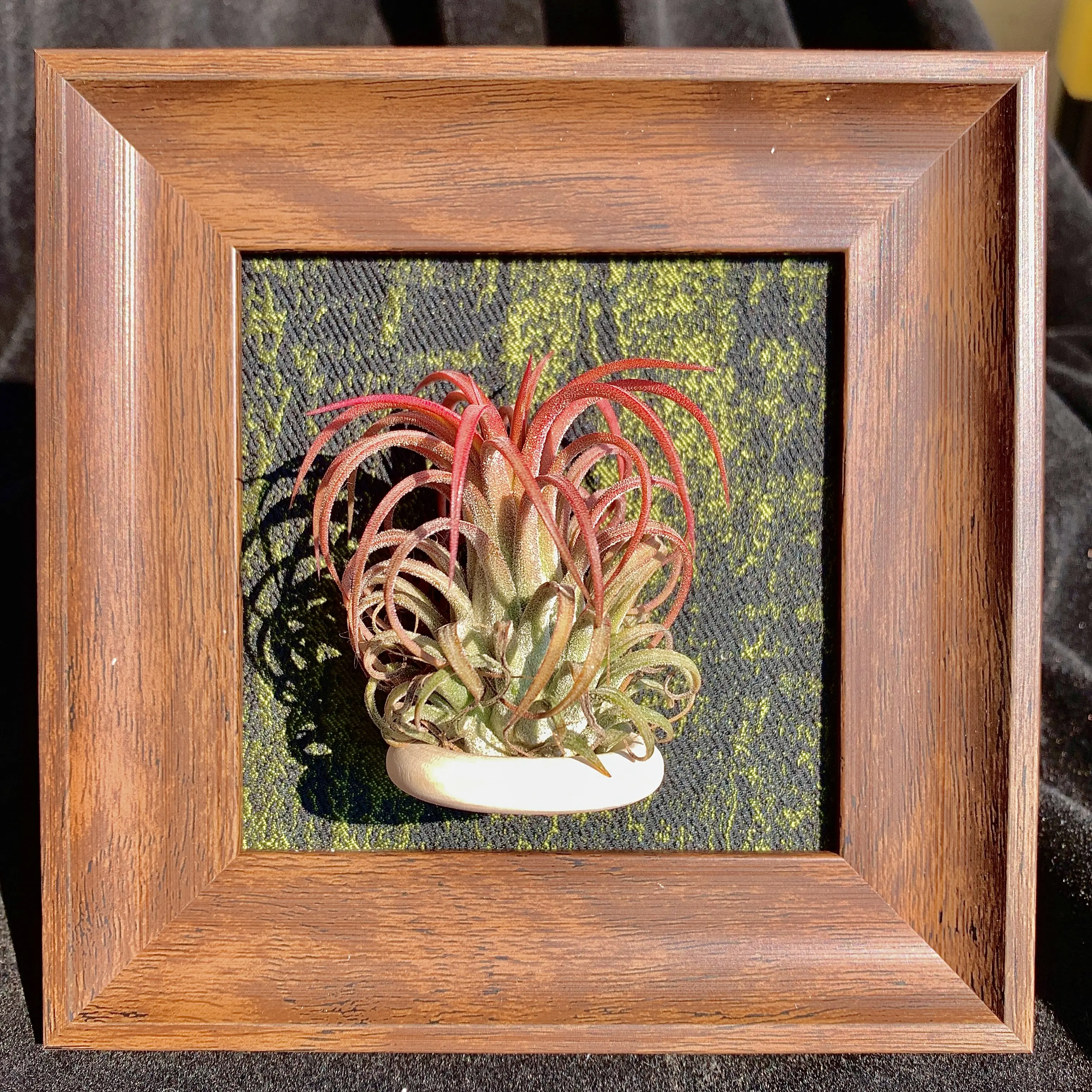 Green Frame – 4" with Single Plant（Floral Elf