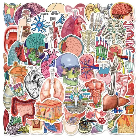 Human Organ Anatomy Series Sticker, 50pcs/set Creative Multi-purpose Sticker Includes Sticker, DIY Decorative Sticker for Scrapbooking, Journaling, Gift Wrapping, Stickers Kit, Sticker Paper, Decal Sticker, Art Stickers, Sticker Packs