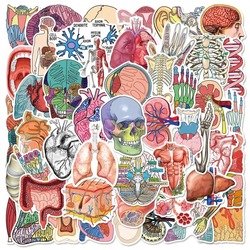 Human Organ Anatomy Series Sticker, 50pcs/set Creative Multi-purpose Sticker Includes Sticker, DIY Decorative Sticker for Scrapbooking, Journaling, Gift Wrapping, Stickers Kit, Sticker Paper, Decal Sticker, Art Stickers, Sticker Packs