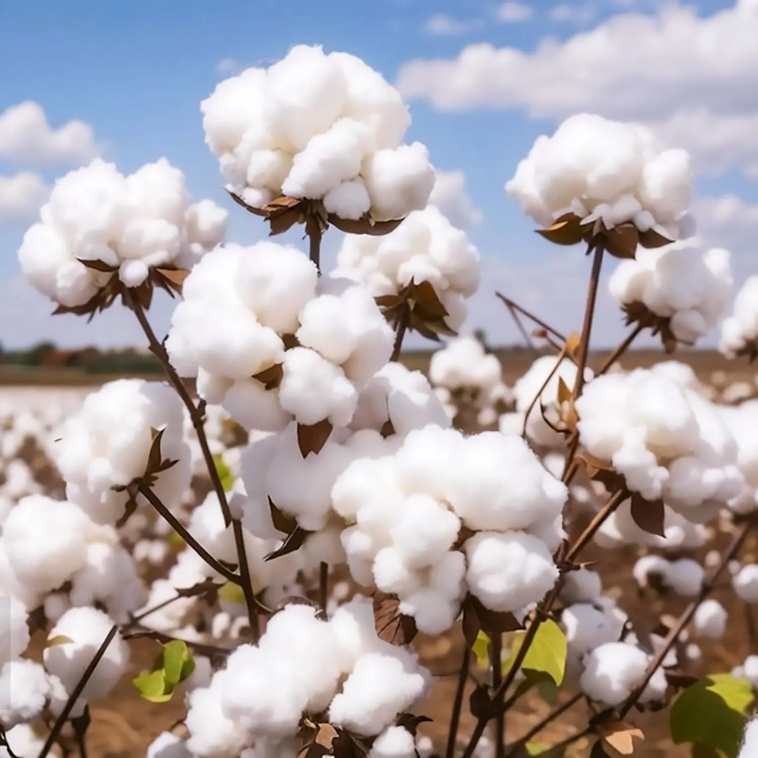 CZ GRAIN 50 Pcs White Cotton Seeds for Planting - Grow Your Own Organic Cotton