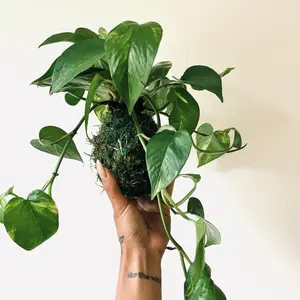 Kokedoma Plant Moss Balls