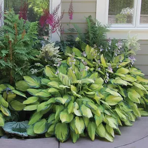Hosta Plants Perennial Hosta Seeds Grow Easily Pink Hostas Bulbs for Planting Outdoor Patio Garden Shade Low Maintenance 100pcs