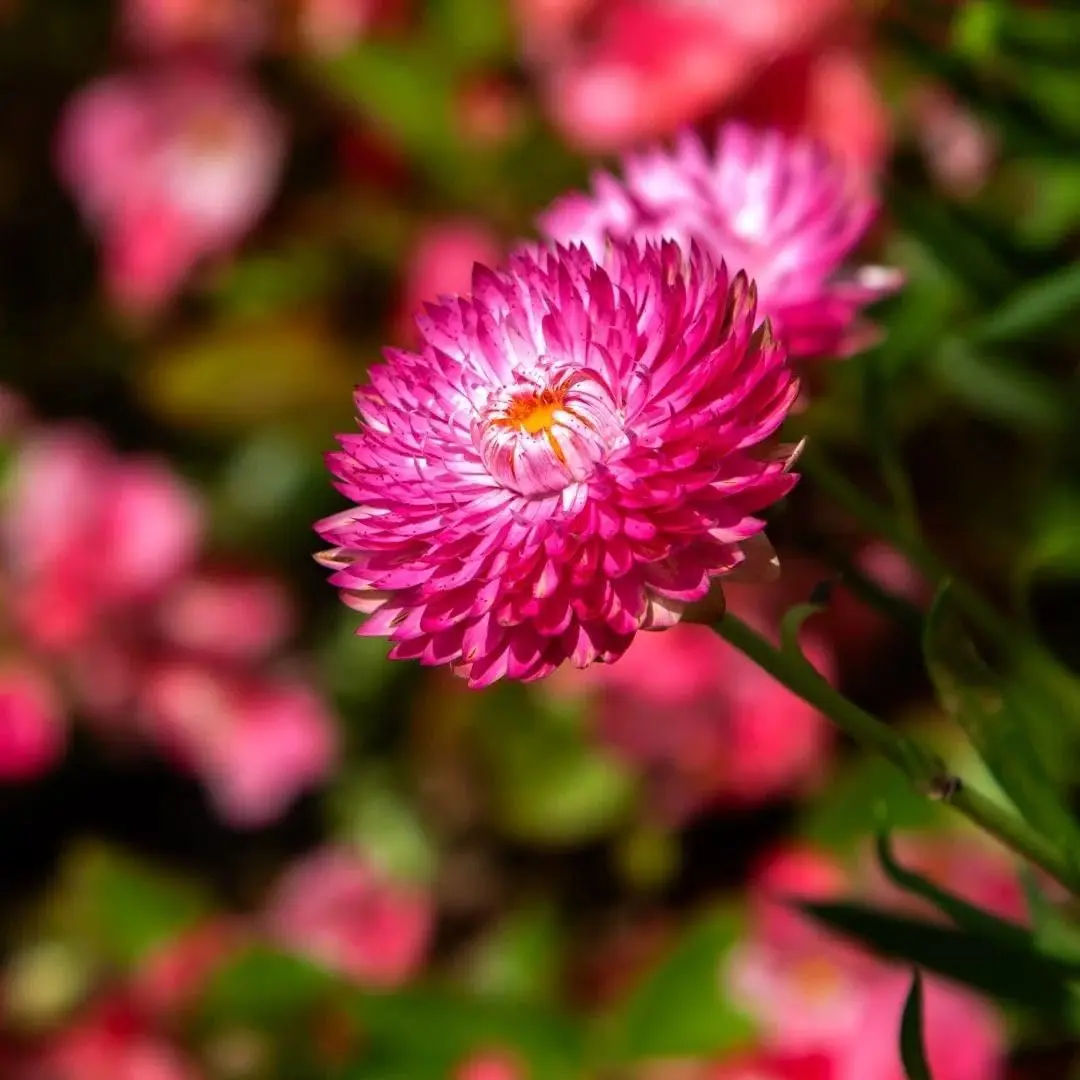 Strawflower Flower Seeds Mixed Color Tall Annual Blooms for Planting Cut Flowers Dried Floral Arrangements Garden Beds and Borders