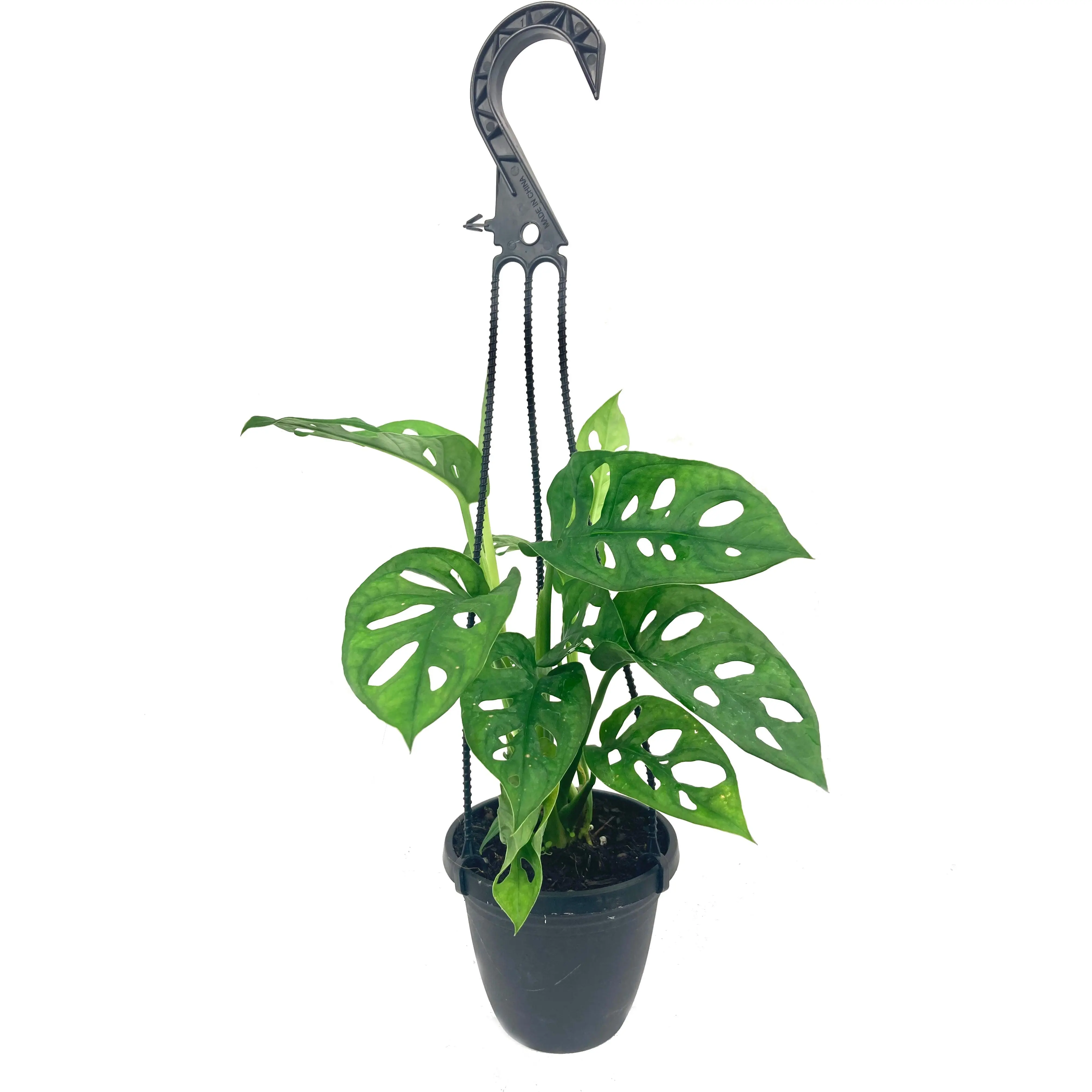 Monstera Swiss Cheese Plant Hanging Basket - Live Plant in a 4 Inch Hanging Pot - Monstera Adansonii - Beautiful Easy to Grow Air Purifying Indoor Plant