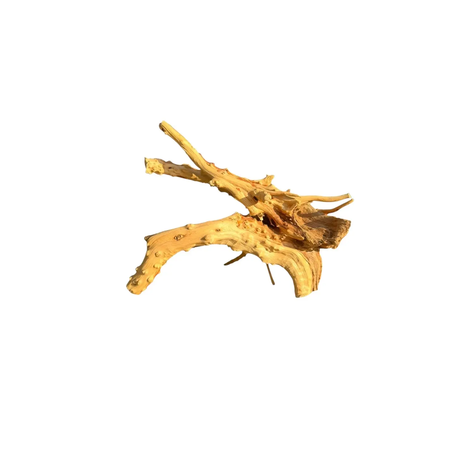 Spiderwood Driftwood | 5-6 Inch Natural Aquarium Wood for Aquascaping