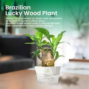 VireoProro Brazilian Lucky Wood Hydroponic Pot - 2.46" x 1.97" - Includes Ceramic Tray - Easy Indoor Care - Enhances Humidity - Topiary Artificial Tree - Good Luck & Prosperity Gift