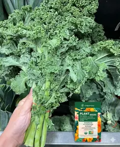 Curly Kale Seeds for Backyard Vegetable Garden – Heirloom Leafy Green Seeds for Raised Beds, Patio Containers, Outdoor Planting & Home Garden Projects