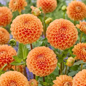 200PCS Dahlia Seeds | Non-GMO Garden Flowers, Easy to Grow & Low Maintenance, Ideal for Outdoor Gardens, Flower Beds, Borders and Containers, Produces Colorful Seasonal Blooms