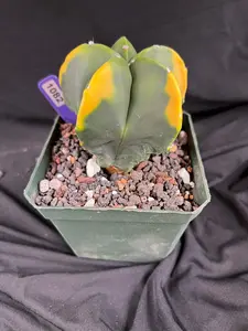 Astrophytum Myriostigma cv. Kohyo cactus - 1082