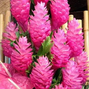 Hot Pink Ginger Plant - Alpinia purpurata - tropical Starter Live Plant in pot