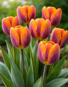Princess Irene Tulip Bulbs for Planting - Huge Bulbs for Huge Flowers