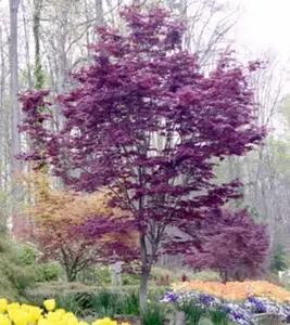 Acer palmatum 'Nuresagi' Red Japanese Maple