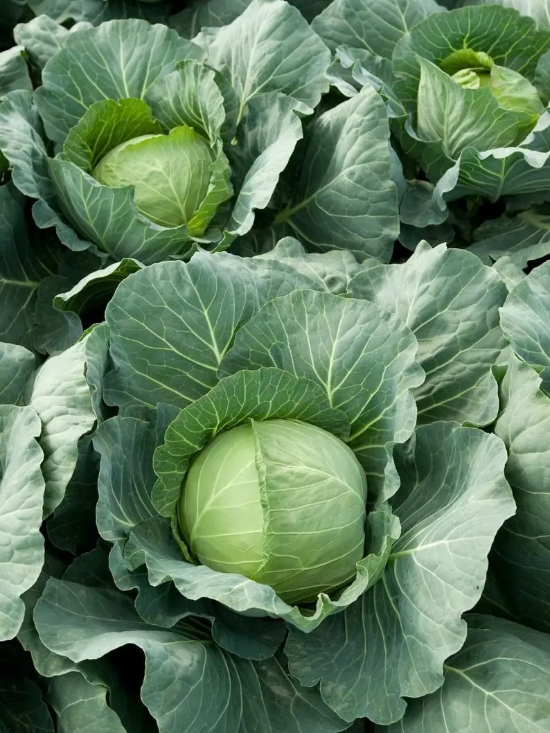 Cabbage Seeds - Organic, Heirloom, Open Pollinated, Non GMO - Grow Indoors, Outdoors, In Pots, Grow Beds, Hydroponics & Aquaponics