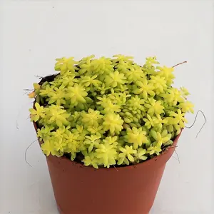 Sedum Tokyo Sun – Yellow Stonecrop – Rare Succulent – Live Plant in 4" Pot