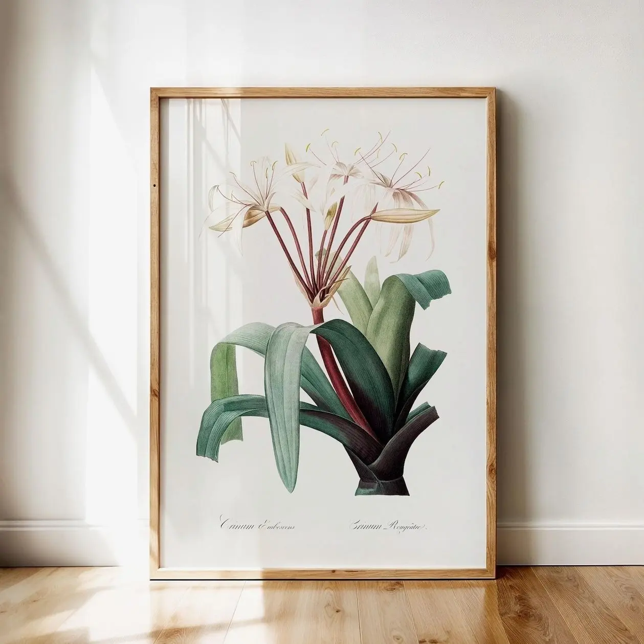 Printable Wall Art Digital Download – Crinum Erubescens White Lily Botanical Illustration, Vintage Flower Poster by Pierre-Joseph Redouté | Unframed A