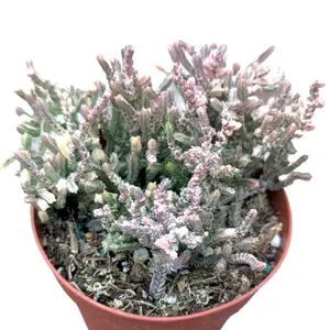 Crassula muscosa f. variegata 'Watch Chain'