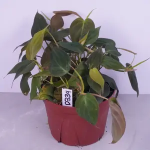 Philodendron Micans 6” | Velvet Leaf Philodendron | Trailing Plant