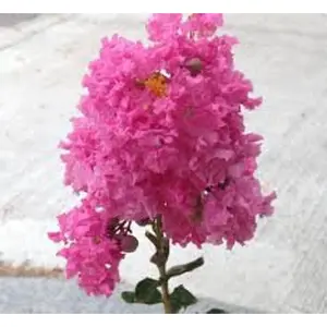 Green River 20 Pretty In Pink Crape Myrtle Seeds - Heat-Tolerant Tree Blooms, Flower Seed Pack, Perennial Summer Beauty, Ornamental Garden Accent, Drought-Resistant Color