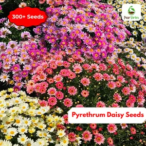 Pear Vortex 300+ Seeds - Pyrethrum Daisy Seeds Non-GMO Heirloom Easy to Grow Natural Pest Control Pollinator-Friendly Perennial Flowers for Garden & Yard