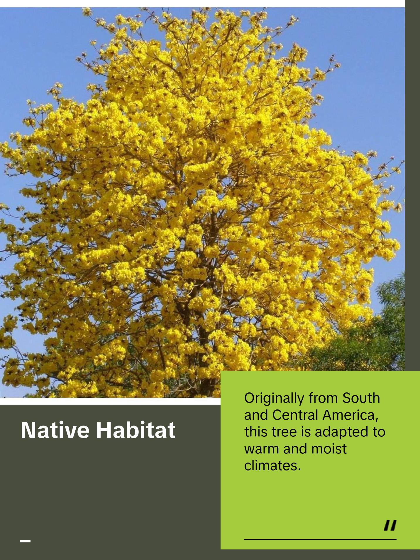 Yellow Tabebuia Trumpet Tree - Live Plants in 4 Inch Pots - Handroanthus Chrysanthus - Beautiful Flowering Tree