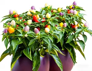 CHUXAY GARDEN 5-Color Vibrant Pepper Plant Seeds (100 Count) - Exotic Rare Vegetable Garden Supplies, Easy to Grow, Full Sun Required, Nutritious, for Culinary Creativity