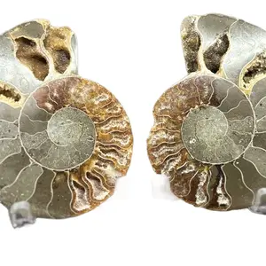 Polished Split Ammonite Fossils