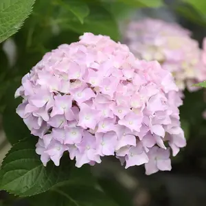 Soft Pink Hydrangea Seeds – 50+ Seeds per Pack for Beautiful Garden Blooms