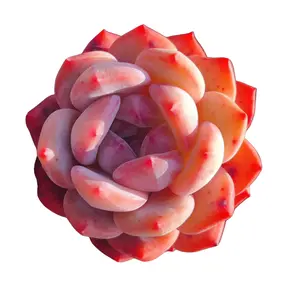 Monroe Succulent Live Plant | Echeveria Monroe Rare Korean Succulent Rare Echeveria Monroe Pink Rosette Succulent Live Houseplant