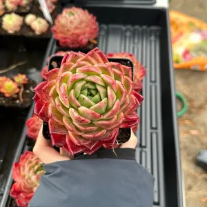 Echeveria ‘Castle in the Sky’ Huge Single Head (around 4'')- Bare Root Succulents - Terra Tales