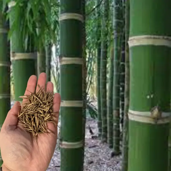 50 Guadua Bamboo Seeds