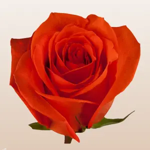 Santana Roses Fresh premium imported from Ecuador