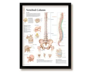 Vertebral Column Medical Educational Informational Poster Diagram Doctors Office School Classroom