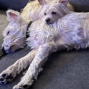 Professional Pet Grooming Vacuum Kit with Cordless Low Noise Dog Clippers and 5 Groomer Tools for Cats and Dogs pet grooming