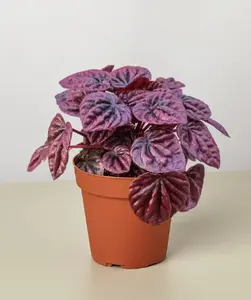 4" Peperomia Ripple Red Plant