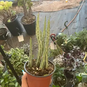 Pickle plant senecio in 4 inch pot